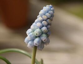 Мускари Valerie Finnis (Валери Финнис) купить