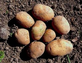 Картофель Сувенир черниговский купить