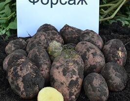 Картопля Форсажкупити