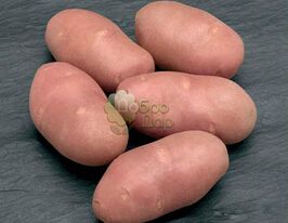 Картопля Забавакупити