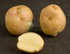 Сатурна 1 кгкупити