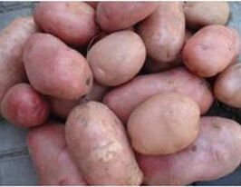 Радич 1 кгкупити