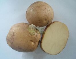 Картофель Зоряна купить