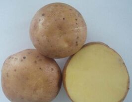 Чернігівська рання 1 кгкупити