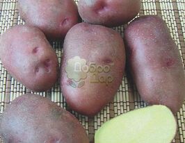 Картопля Фантазіякупити