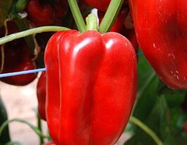 Червоний Дивосвіткупити