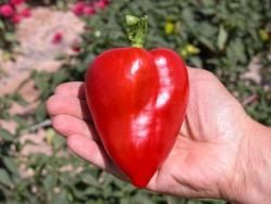 Перец Рубинова купить