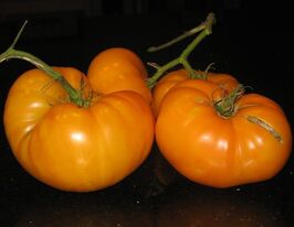 Амана оранжевакупити