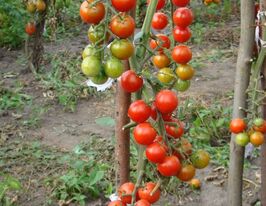 Здоровая жизнь купить