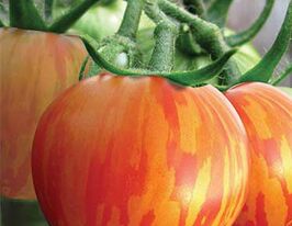 Зебра оранжевакупити