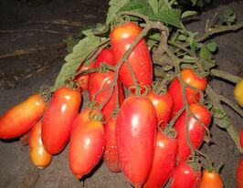 Томат Перо жар-птицы купить
