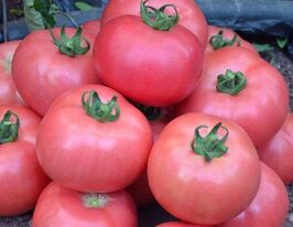 Рожевий делікатескупити