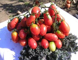 Розовый изюм купить