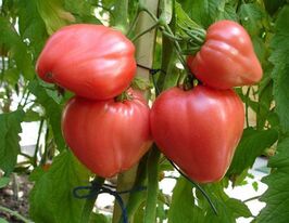 Рожевий медкупити