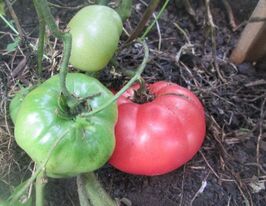 Румяные купить