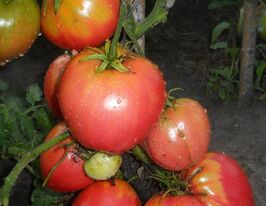 Томат Сибирский козырь купить