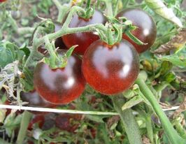 Томат Синий солнечный свет купить