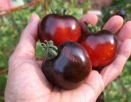 Томати Роза индиго купить