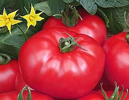 Томат Турмалин купить