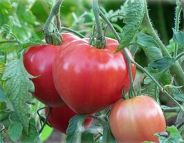 Томат Абаканський рожевийкупити