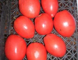 Алтаєчкакупити