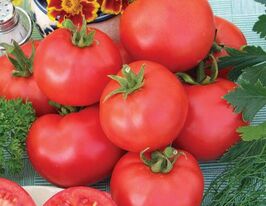 Амурский штамбовый купить