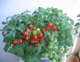 Баяя купить