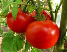 Томат Божедар купить