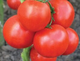 Володар степів F1купити