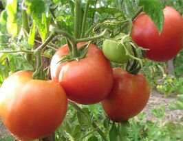 Геліонкупити