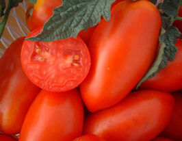 Томат Дама купить