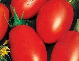 Томат Дульсинея купить