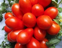 Томат Кімерієцькупити