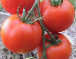 Клеопатракупити