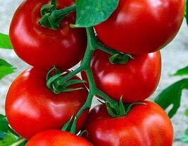 Ковбой купить