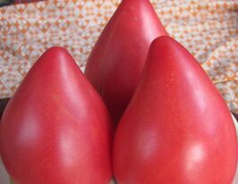 Конускупити