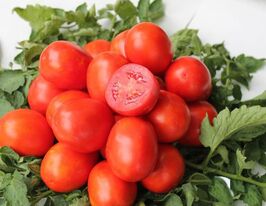 Томат Легинь купить