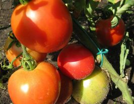 Николай Духов купить