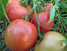 Томат Госпожа Яна купить