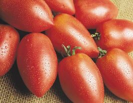 Томат Ракета купить