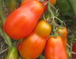 Томат Феноменкупити