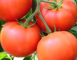 Адамове яблукокупити