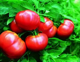 Глобемайстеркупити