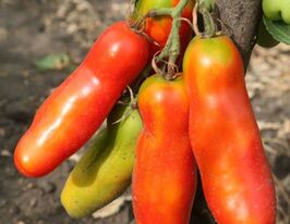 Дамский каприз купить