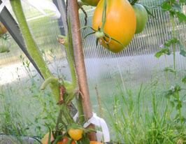 Дуся жовтакупити