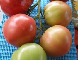 Лиана розовая купить