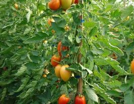 Раджакупити