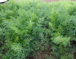 Укроп Монарх купить