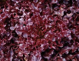 Салат Верала купить