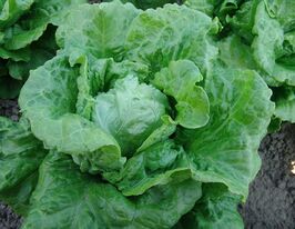 Салат Галандер купить